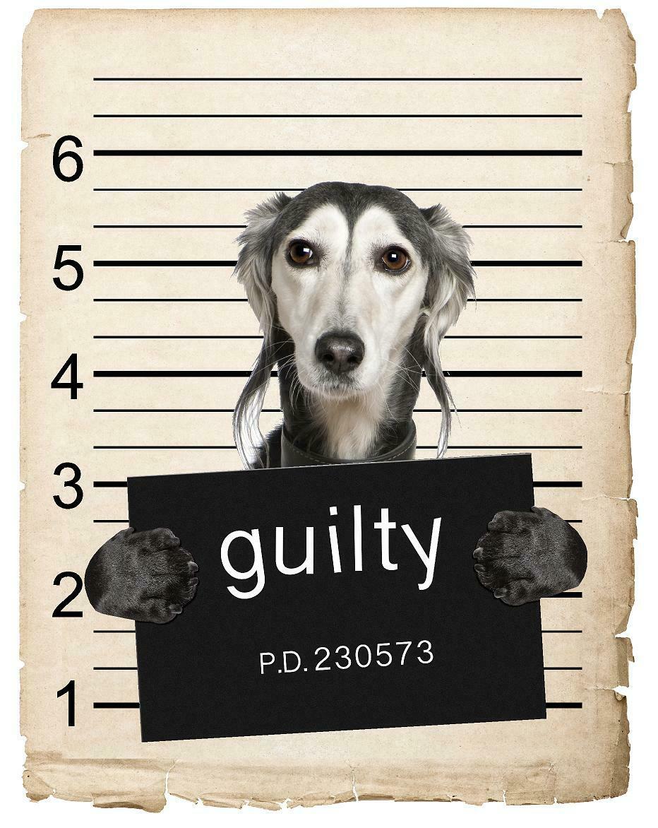 Saluki Mugshot Bad Dog Fridge refrigerator Car Magnet
