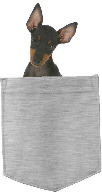 Manchester Terrier Dog in pocket Fridge Car Magnet Bumper Sticker App size 4"x7"