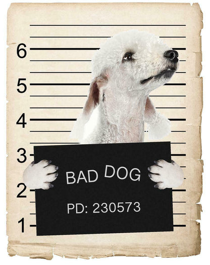 Bedlington Terrier Mugshot Bad Dog Fridge refrigerator Car Magnet