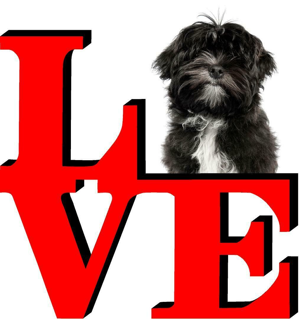 Lhasa Apso Love Park Cute Dog Fridge Refrigerator Car Magnet