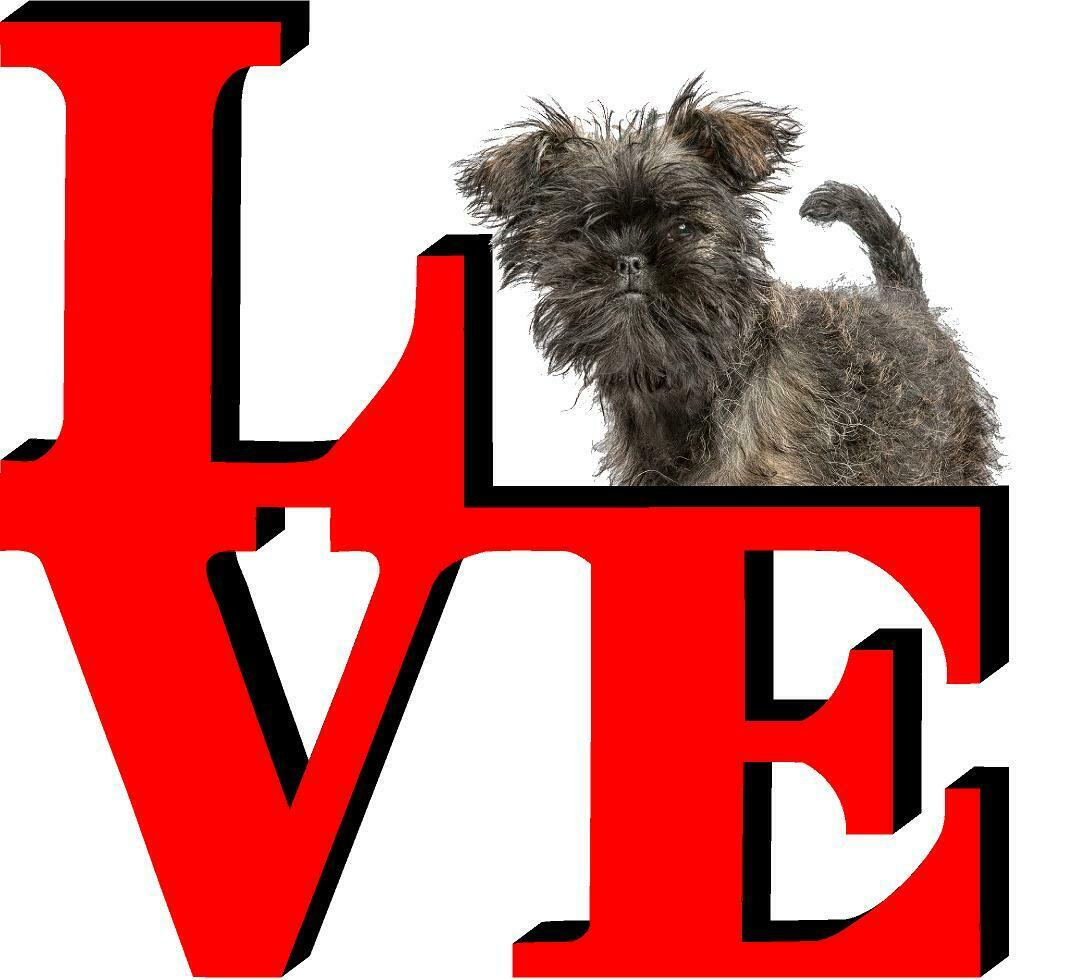 Affenpinscher Love Park Cute Dog Fridge Refrigerator Car Magnet