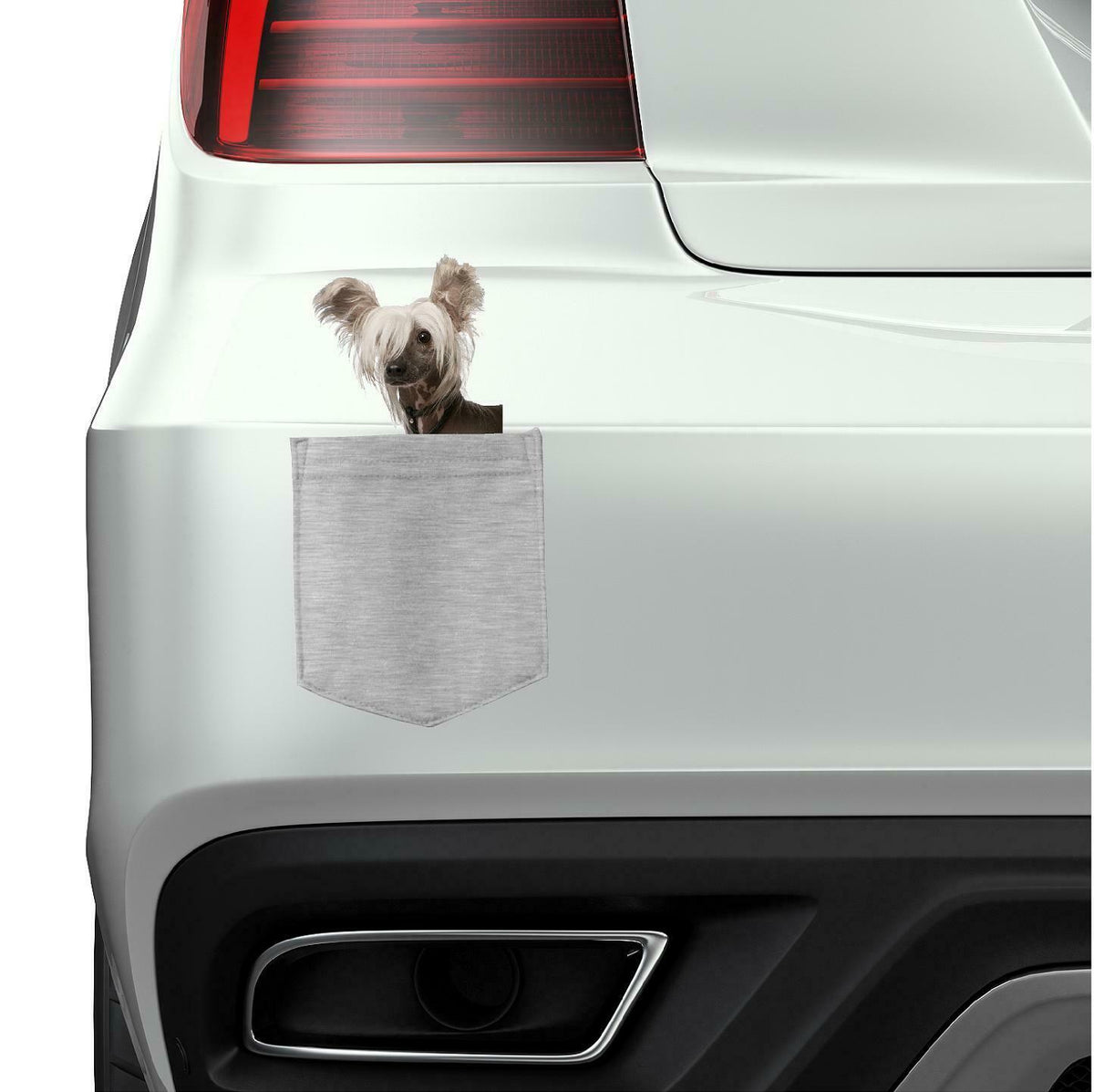 Chinese Crested Dog in pocket Fridge Car Magnet Bumper Sticker App size 4"x7"