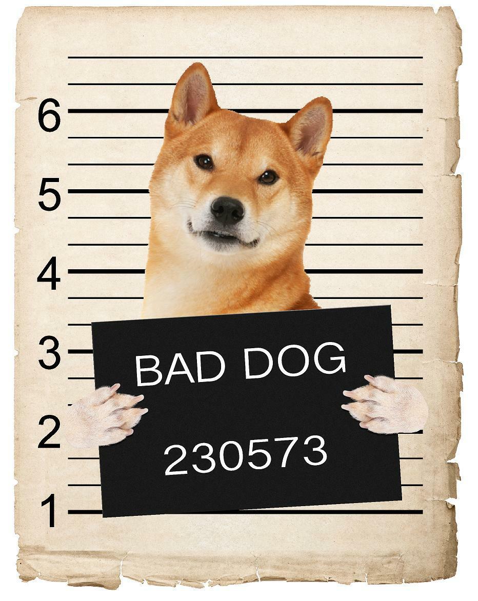 Shiba Inu Mugshot Bad Dog Fridge refrigerator Car Magnet