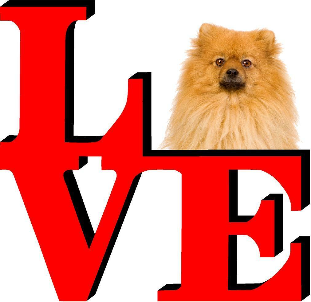 Pomeranian Love Park Cute Dog Fridge Refrigerator Car Magnet