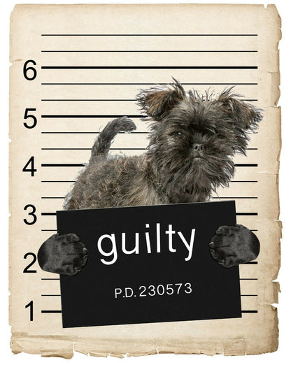 Affenpinsche Mugshot Bad Dog Fridge refrigerator Car Magnet Bumper Sticker