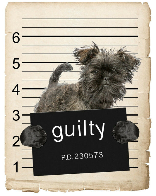 Affenpinsche Mugshot Bad Dog Fridge refrigerator Car Magnet Bumper Sticker