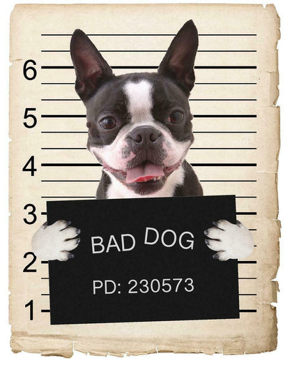 Boston Terrier Mugshot Bad Dog Fridge refrigerator Car Magnet