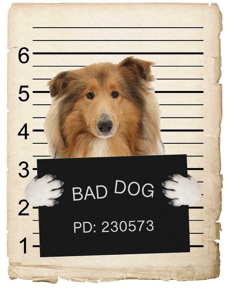 Collie Mugshot Bad Dog Fridge refrigerator Car Magnet