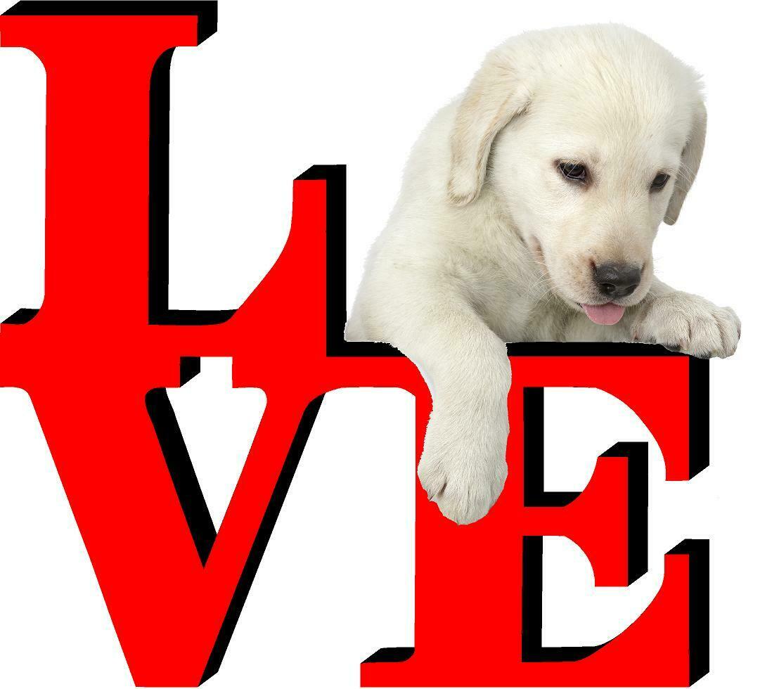 Yellow Lab Dog Love Park Dog Fridge Refrigerator Car Magnet