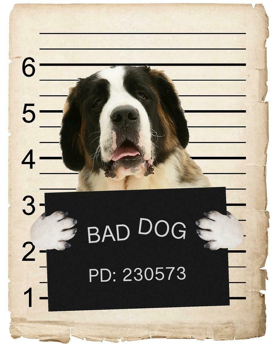 Saint Bernard Mugshot Bad Dog Fridge refrigerator Car Magnet