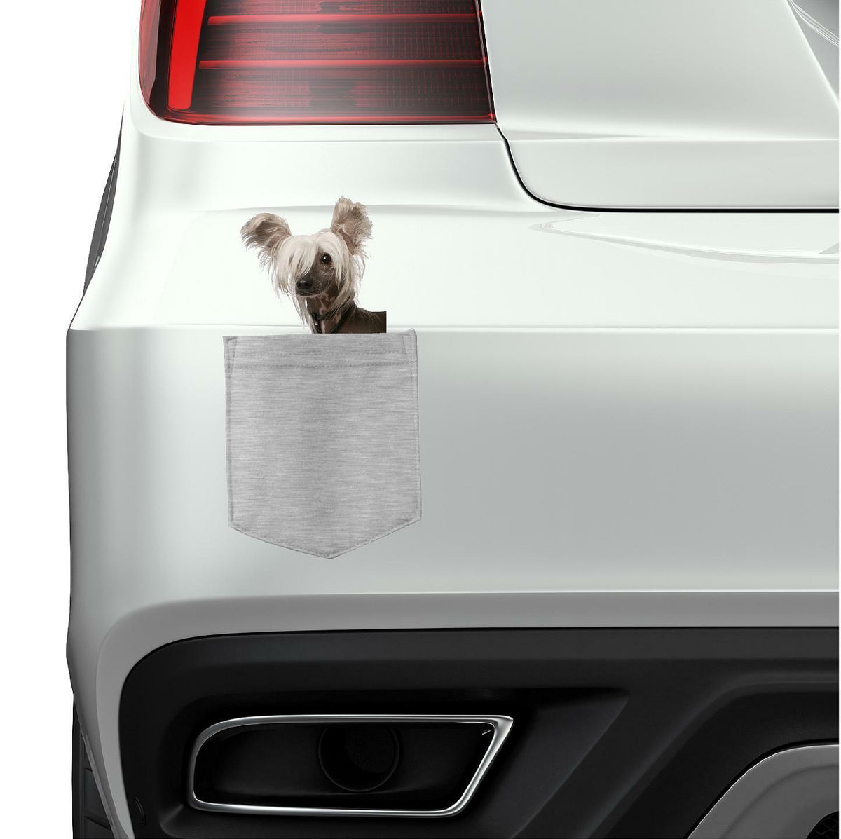 Chinese Crested Dog in pocket Fridge Car Magnet Bumper Sticker App size 4"x7"