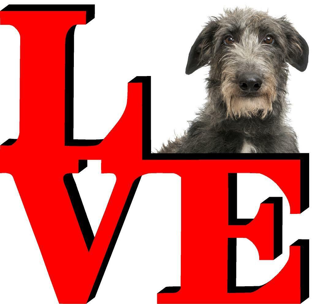 Scottish Deerhound Cute Dog Fridge Refrigerator Car Magnet