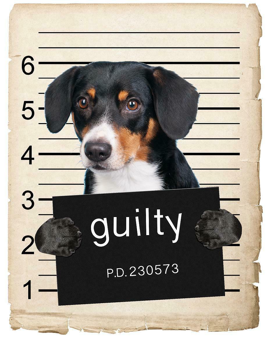 Entlebucher Sennenhund Mugshot Bad Dog Fridge refrigerator Car Magnet