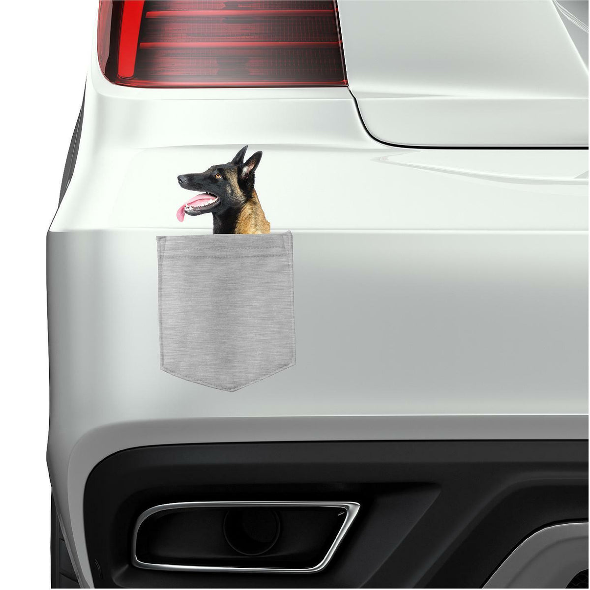 Belgian Sheepdog Dog in pocket Fridge Car Magnet Bumper Sticker App size 4"x7"