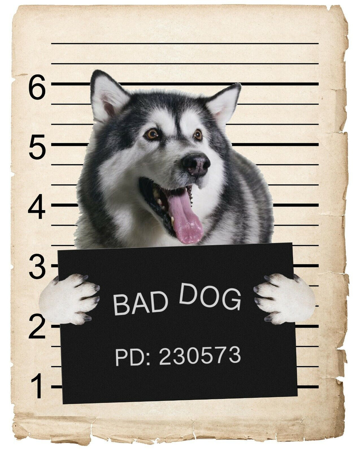 Alaskan Malamute Mugshot Bad Dog Fridge refrigerator Car Magnet Bumper Sticker