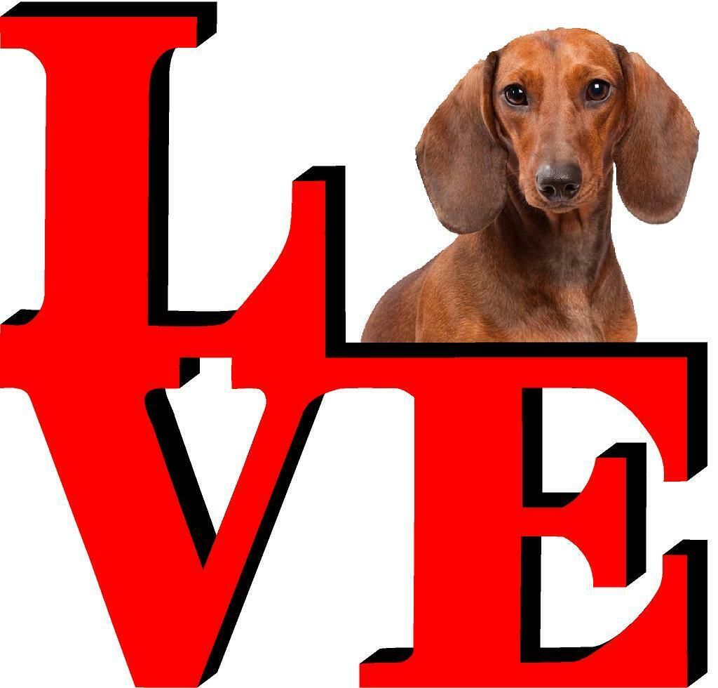 Dachshund Dog Love Park Dog Fridge Refrigerator Car Magnet