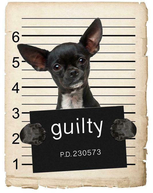 Chihuahua Mugshot Bad Dog Fridge refrigerator Car Magnet