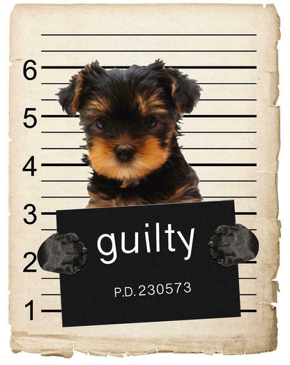 Yorkshire Terrier Mugshot Bad Dog Fridge refrigerator Car Magnet