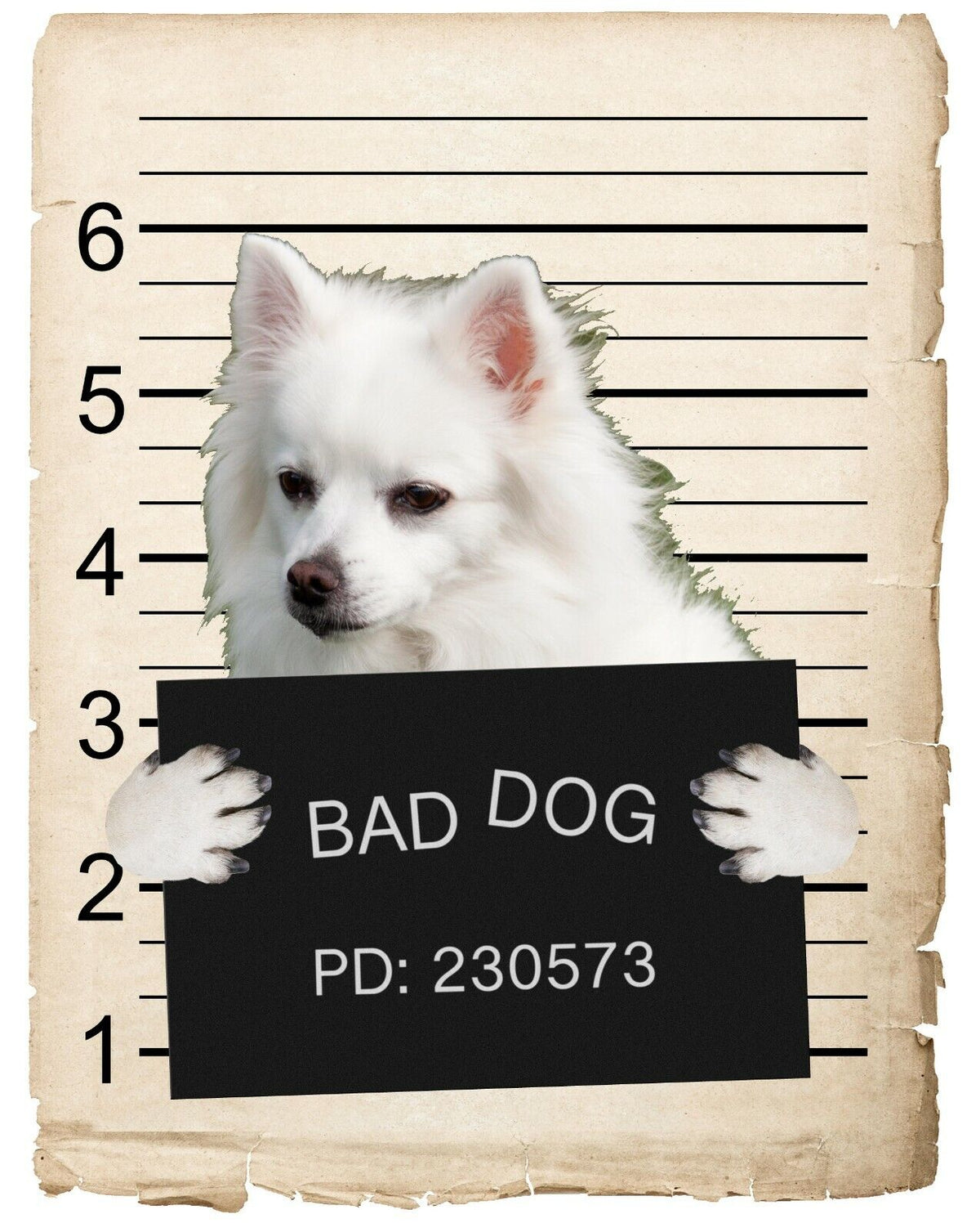 American Eskimo Mugshot Bad Dog Fridge refrigerator Car Magnet Bumper Sticker