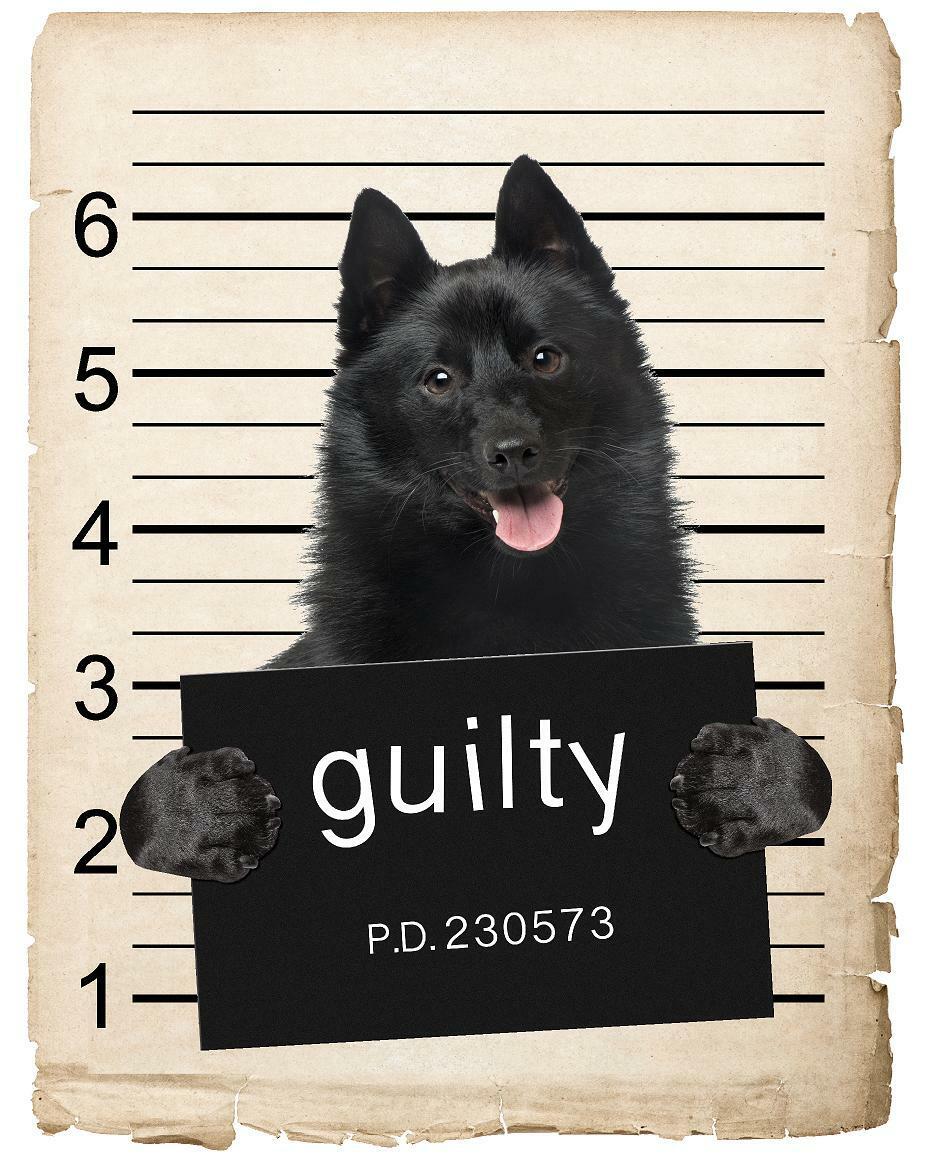 Schipperkes Mugshot Bad Dog Fridge refrigerator Car Magnet