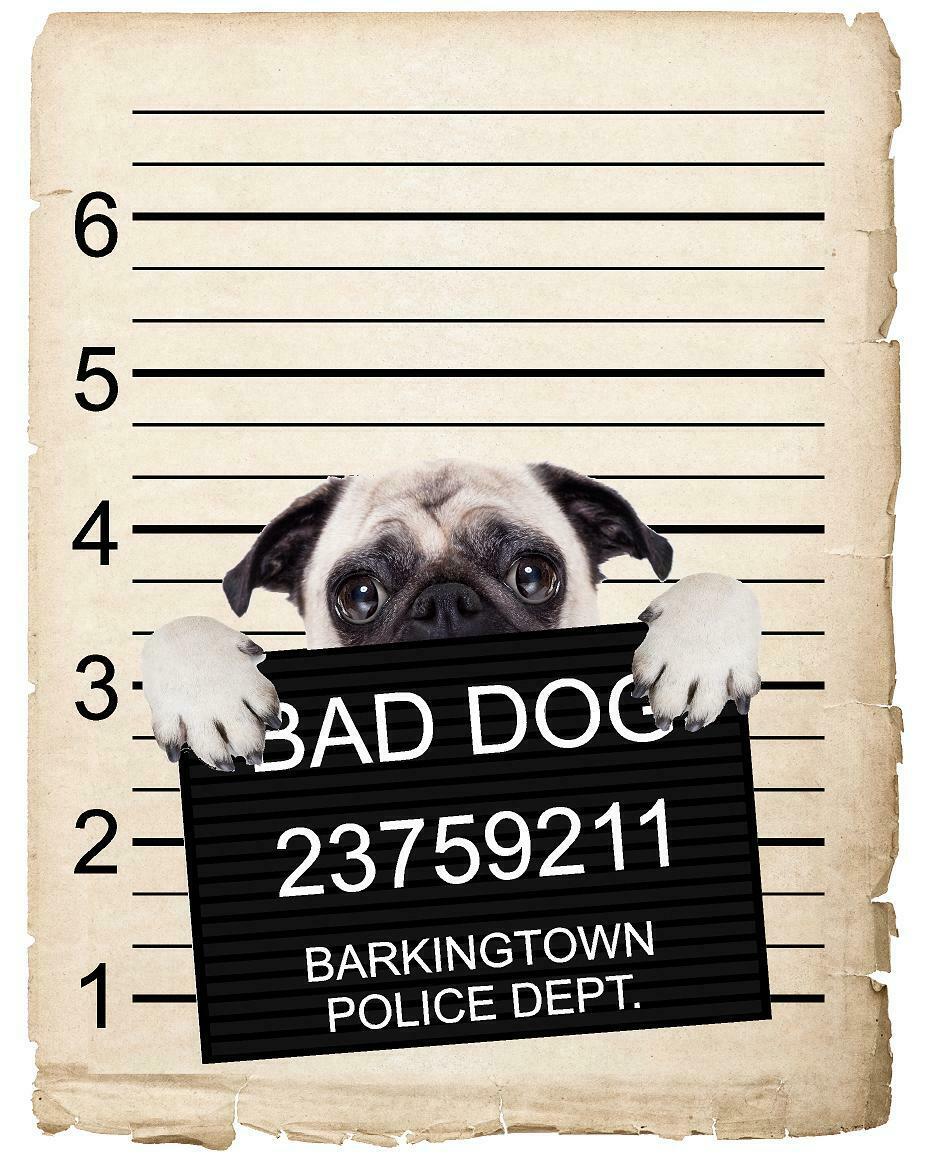 Pug Puppy Mugshot Bad Dog Fridge refrigerator Car Magnet