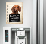 Dachshund Mugshot Bad Dog Fridge refrigerator Car Magnet