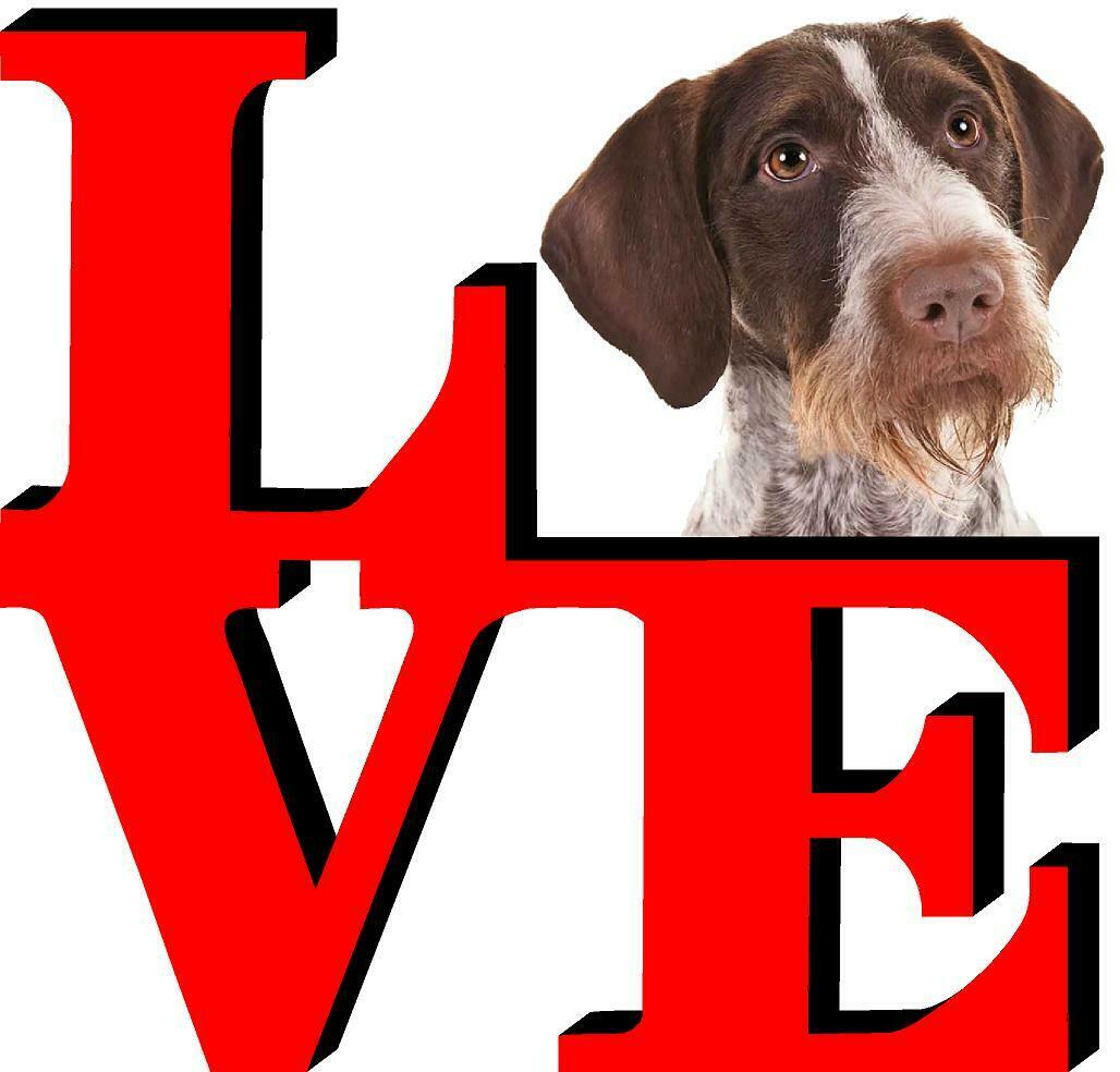 Pointers German Wirehaired Love Park Cute Dog Fridge Refrigerator Car Magnet