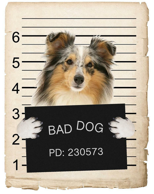 Shetland Sheepdog Mugshot Bad Dog Fridge refrigerator Car Magnet