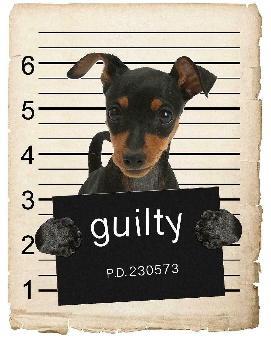 Miniature Pincher Mugshot Bad Dog Fridge refrigerator Car Magnet