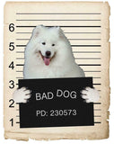 Samoyed Mugshot Bad Dog Fridge refrigerator Car Magnet