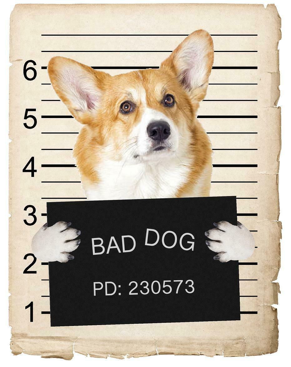Corgi Mugshot Bad Dog Fridge refrigerator Car Magnet