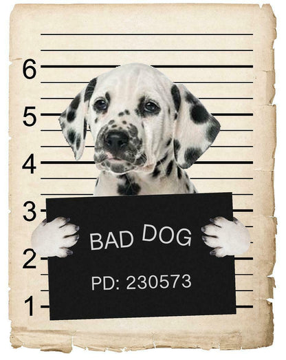 Dalmatian Mugshot Bad Dog Fridge refrigerator Car Magnet