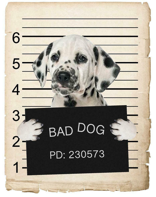 Dalmatian Mugshot Bad Dog Fridge refrigerator Car Magnet