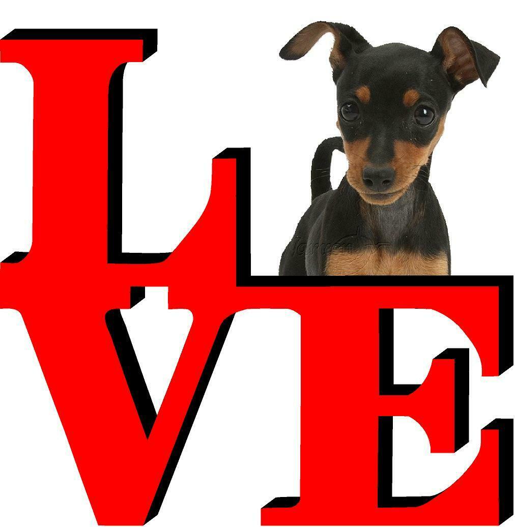 Miniature Pincher Love Park Cute Dog Fridge Refrigerator Car Magnet