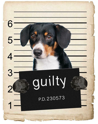 Wirehaired Vizsla Mugshot Bad Dog Fridge refrigerator Car Magnet