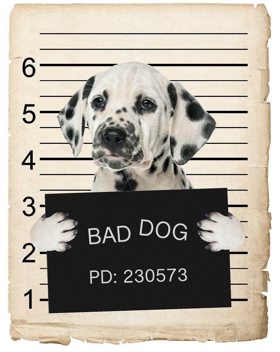Dalmatian Mugshot Bad Dog Fridge refrigerator Car Magnet