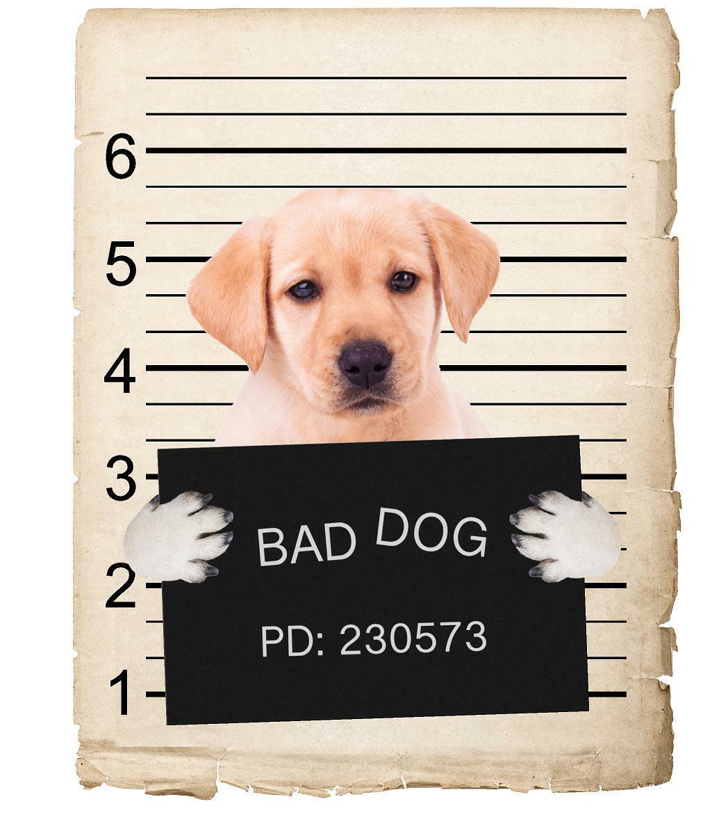 Yellow Labrador Mugshot Bad Dog Fridge refrigerator Car Magnet
