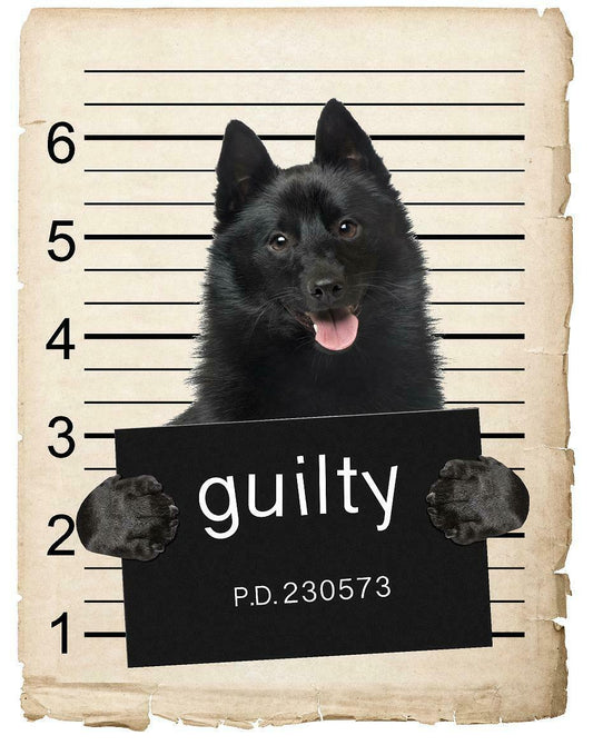 Schipperkes Mugshot Bad Dog Fridge refrigerator Car Magnet