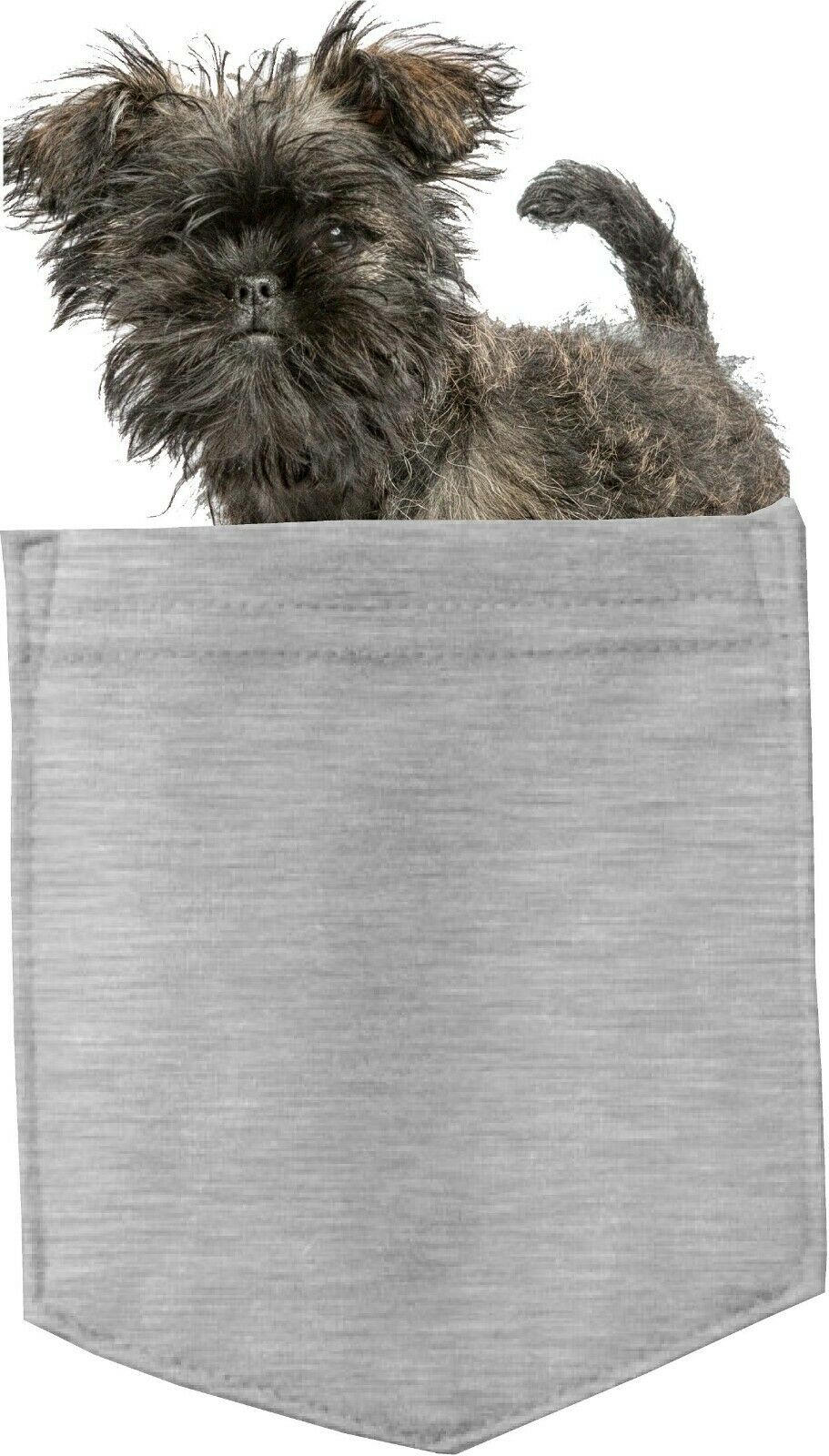 Affenpinscher Dog in pocket Fridge Car Magnet Bumper Sticker App size 4"x7"