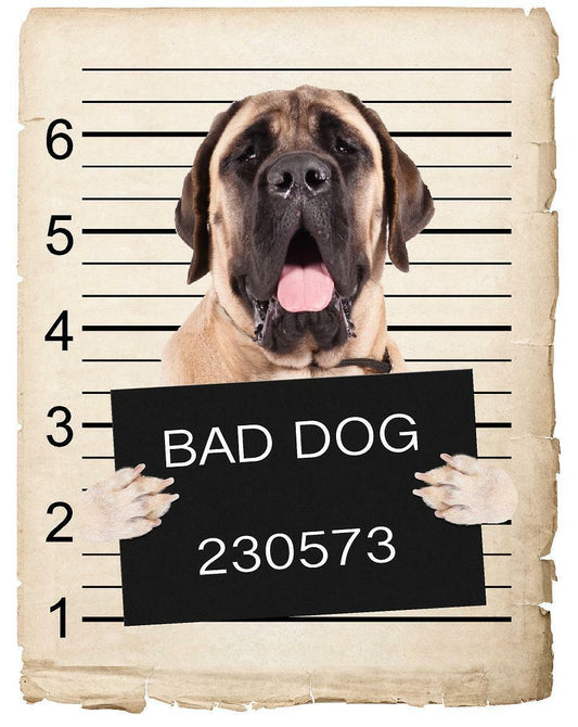 Mastiff Mugshot Bad Dog Fridge refrigerator Car Magnet