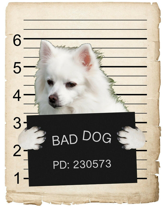 American Eskimo Mugshot Bad Dog Fridge refrigerator Car Magnet Bumper Sticker