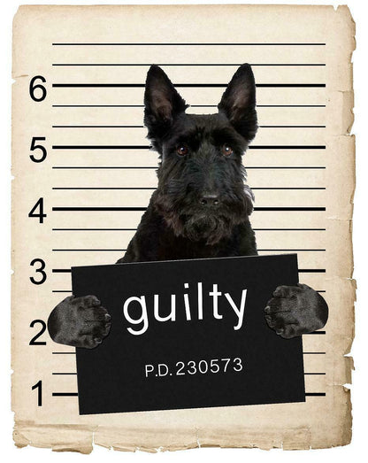 Scottish Terrier  Mugshot Bad Dog Fridge refrigerator Car Magnet