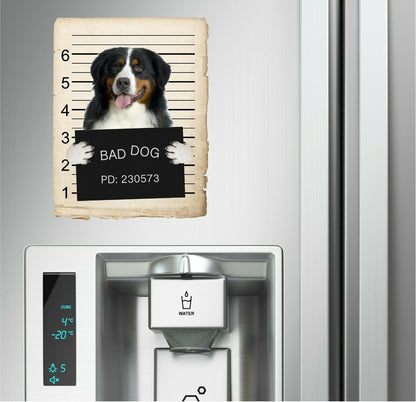Bernese Mountain Dog Mugshot Bad Dog Fridge refrigerator Car Magnet