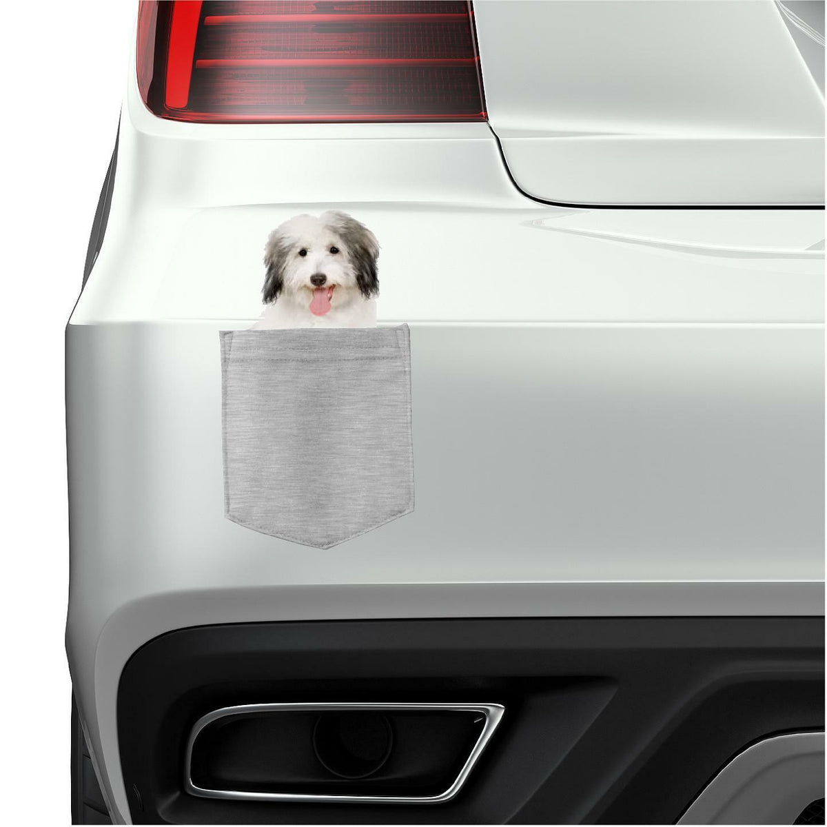 Coton De Tulear Dog in pocket Fridge Car Magnet Bumper Sticker App size 4"x7"