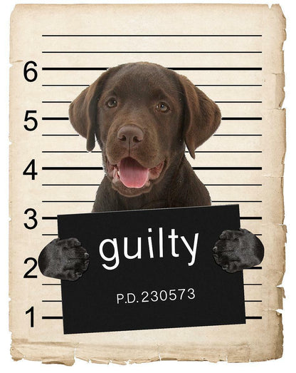 Chocolate Lab Mugshot Bad Dog Fridge refrigerator Car Magnet