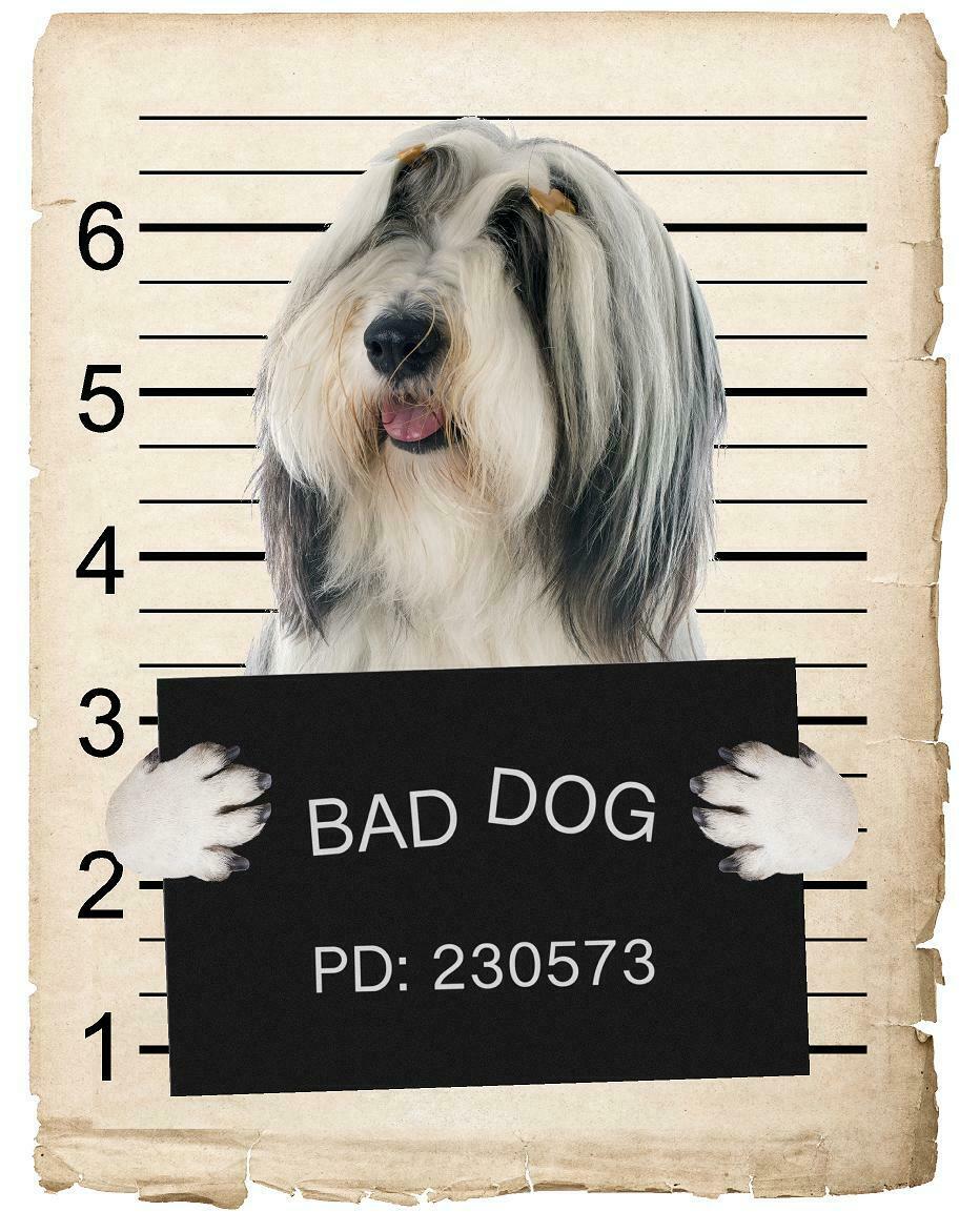 Bearded Collie Mugshot Bad Dog Fridge refrigerator Car Magnet Bumper Sticker