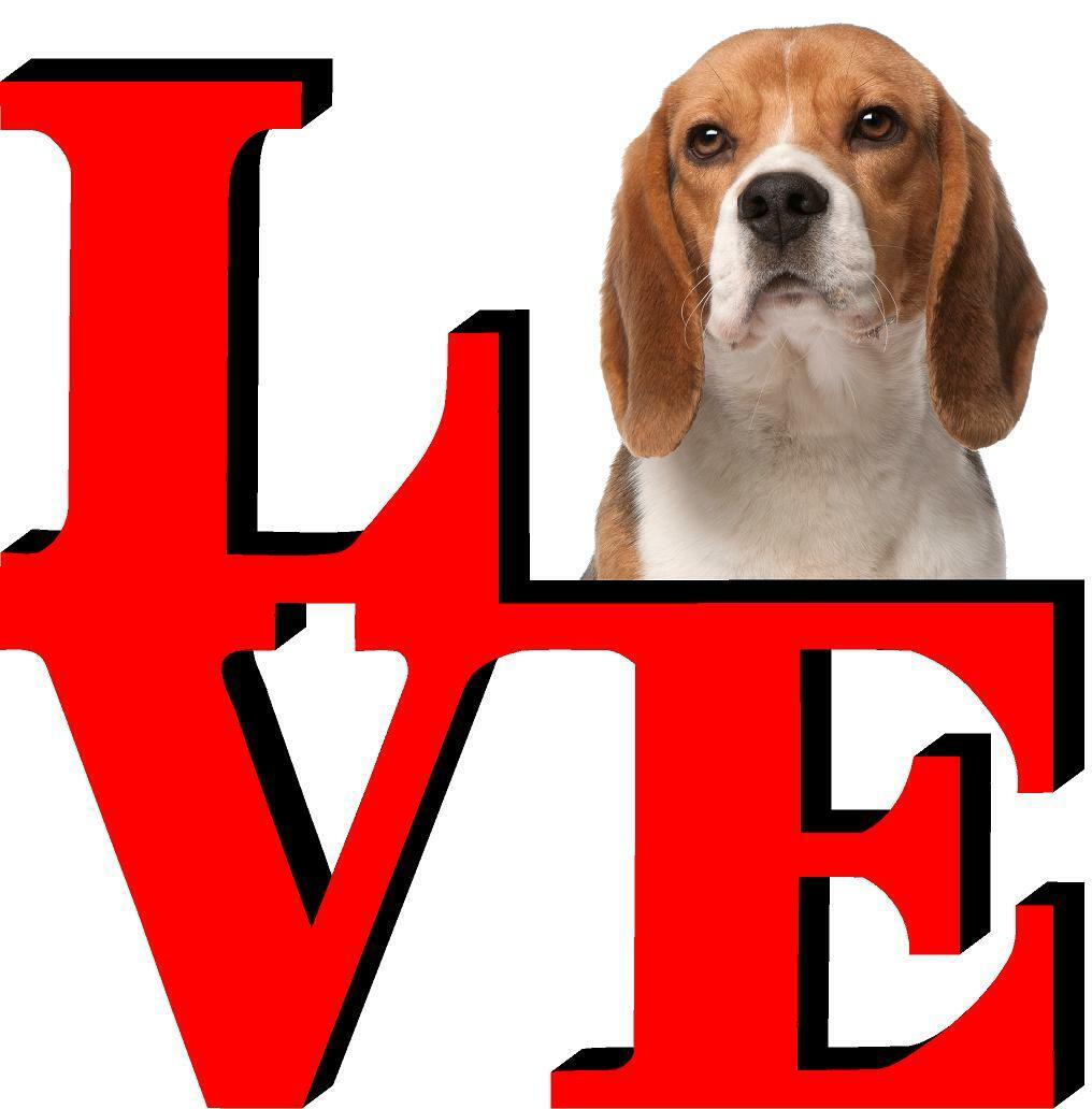 Beagle Love Park Cute Dog Fridge Refrigerator Car Magnet