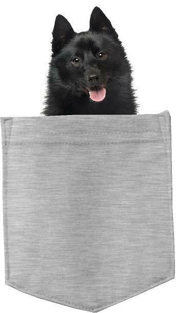 Schipperkes Dog in pocket Fridge Car Magnet Bumper Sticker App size 4"x7"