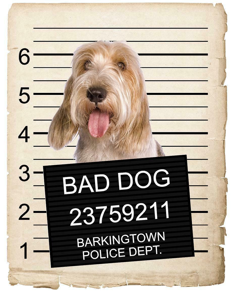 Petit Bassets Griffons Vendeen Mugshot Bad Dog Fridge refrigerator Car Magnet