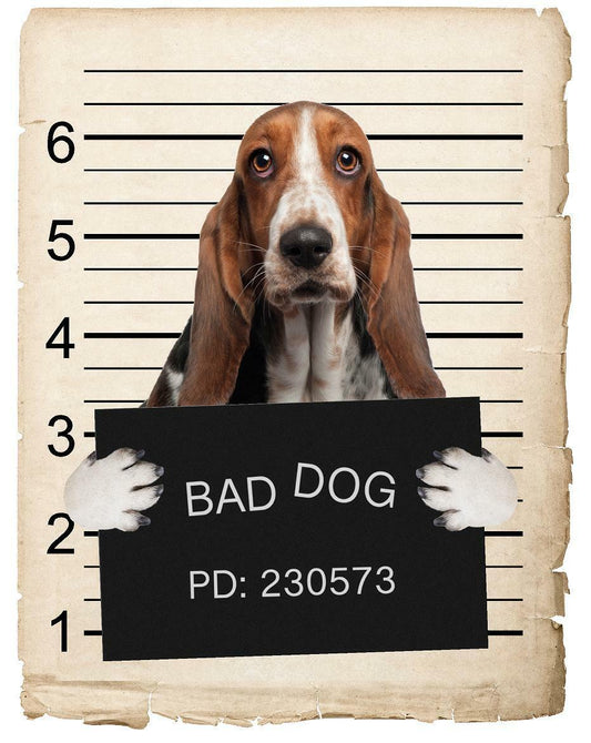 Basset Hound Mugshot Bad Dog Fridge refrigerator Car Magnet Bumper Sticker